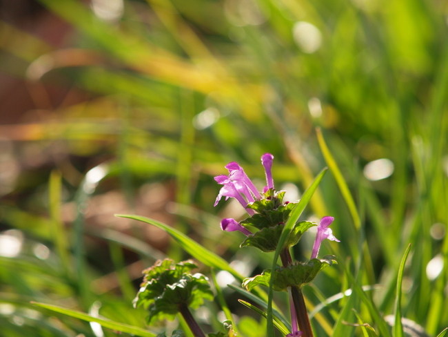 『仏の座』 と『姫踊子草』_e0248566_1520521.jpg