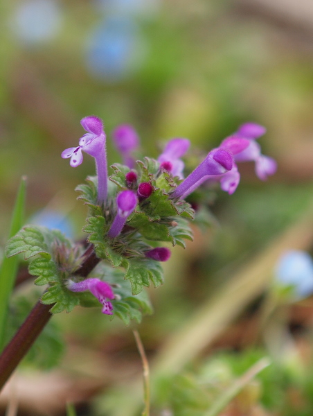 『仏の座』 と『姫踊子草』_e0248566_15225656.jpg