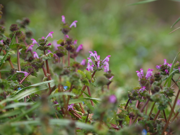 『仏の座』 と『姫踊子草』_e0248566_15233528.jpg