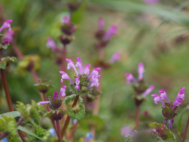 『仏の座』 と『姫踊子草』_e0248566_1524974.jpg