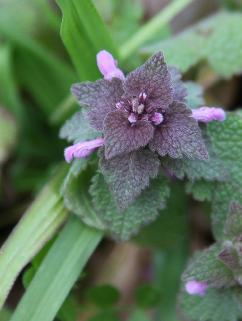 『仏の座』 と『姫踊子草』_e0248566_1736998.jpg