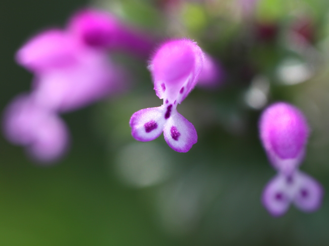 『仏の座』 と『姫踊子草』_e0248566_18201583.jpg