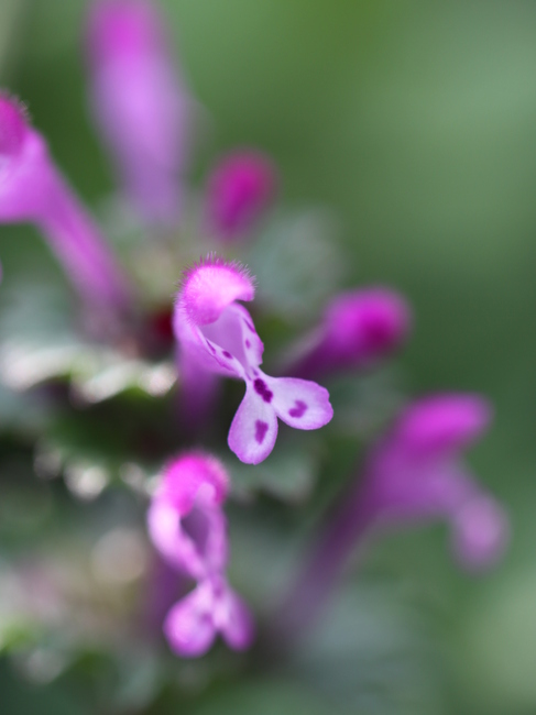 『仏の座』 と『姫踊子草』_e0248566_18221360.jpg