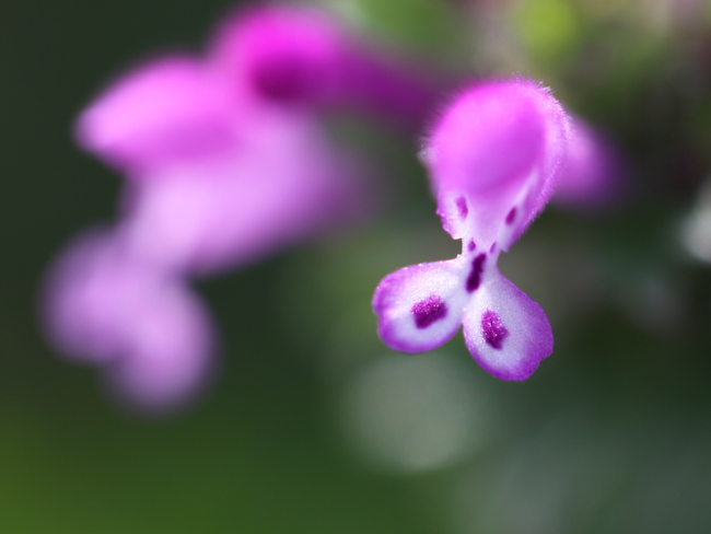 『仏の座』 と『姫踊子草』_e0248566_1822516.jpg