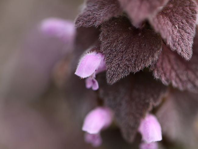 『仏の座』 と『姫踊子草』_e0248566_18235521.jpg