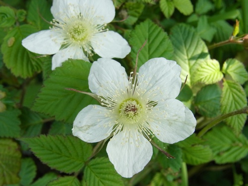 野イチゴの花 四季折々 3