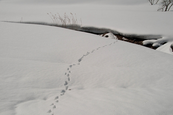 雪国の春は…　　　　　　　　　　　　　　　　　　　＜１０７６＞_f0093285_15385194.jpg