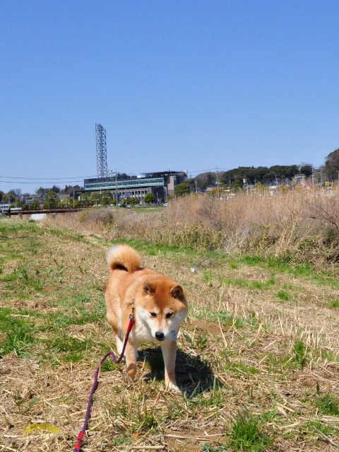 春の小川でかぼちゃんとふたり_a0126590_64529100.jpg