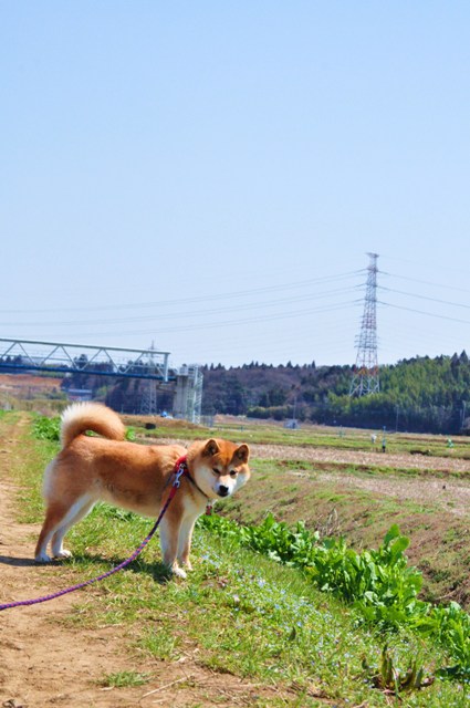 春の小川でかぼちゃんとふたり_a0126590_6495698.jpg