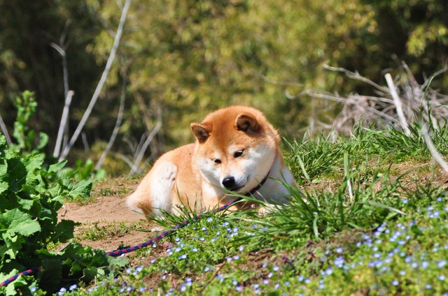 春の小川でかぼちゃんとふたり_a0126590_6573776.jpg