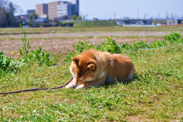 春の小川でかぼちゃんとふたり_a0126590_761476.jpg