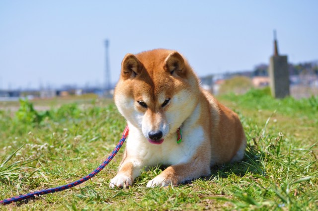 春の小川でかぼちゃんとふたり_a0126590_772153.jpg