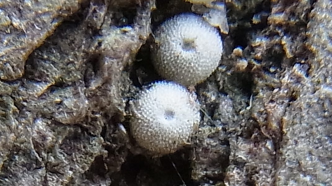a0152692_17504820.jpg