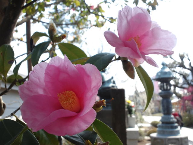 花の寺 １_f0077595_1133483.jpg