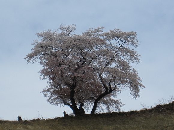 ２０１２秘境”平家谷”山桜探訪（山川町）・千寿の楽しい歴史_a0137997_10352489.jpg