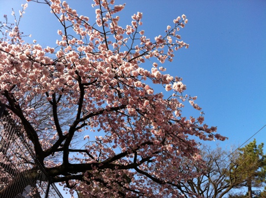 c0180209_221428.jpg