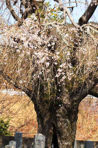 しだれ桜巡り　（紀北町編）_d0154609_1254210.jpg