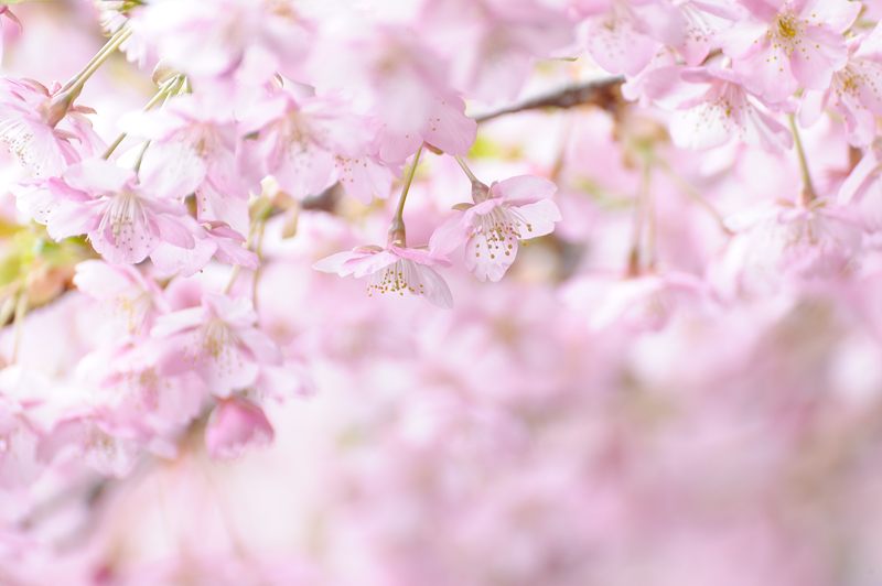 車折神社の河津桜 其の一_f0032011_18424525.jpg
