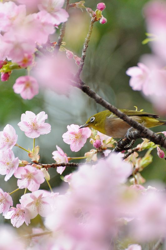 車折神社の河津桜 其の一_f0032011_18432024.jpg