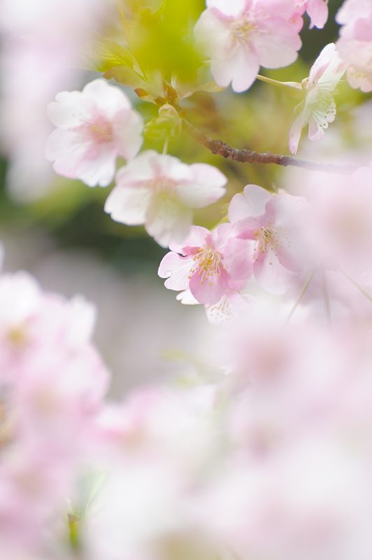 車折神社の河津桜 其の一_f0032011_1843344.jpg