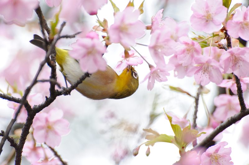 車折神社の河津桜 其の一_f0032011_18435092.jpg
