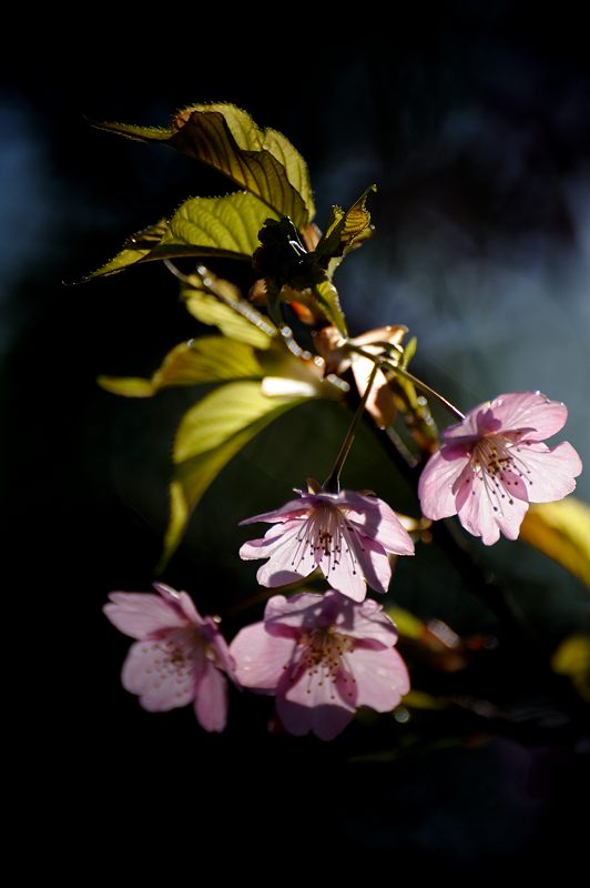 車折神社の河津桜 其の一_f0032011_18441889.jpg