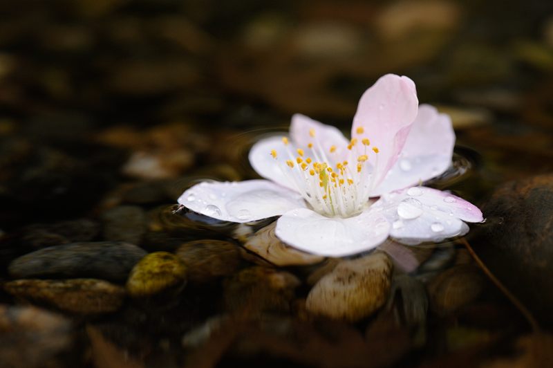 車折神社の河津桜 其の一_f0032011_1844295.jpg