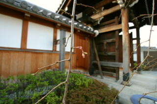 2012しだれ桜プロジェクト　【3月29日】_c0170415_6363122.jpg