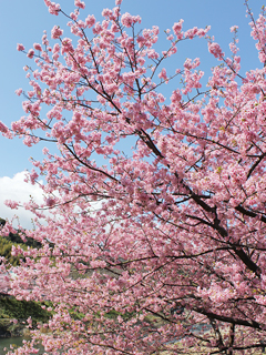 河津桜まつりはピンクが濃い_c0053520_22535888.jpg
