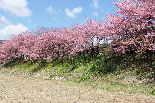 河津桜まつりはピンクが濃い_c0053520_23253913.jpg