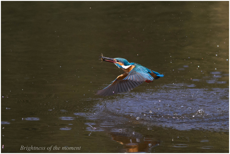 2012 3.２９ K公園　カワセミ_e0200922_18444320.jpg