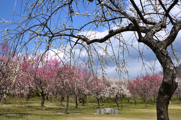 豊田市平芝公園の梅_f0231422_16485939.jpg