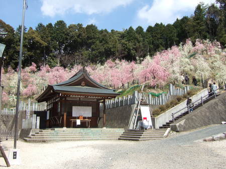 2012　大縣神社　梅祭り　_a0134734_20362454.jpg