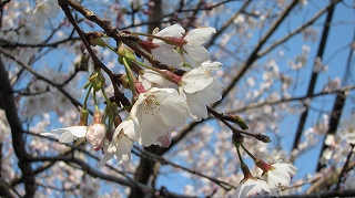 まきばの桜まつり2012_b0170834_2052247.jpg