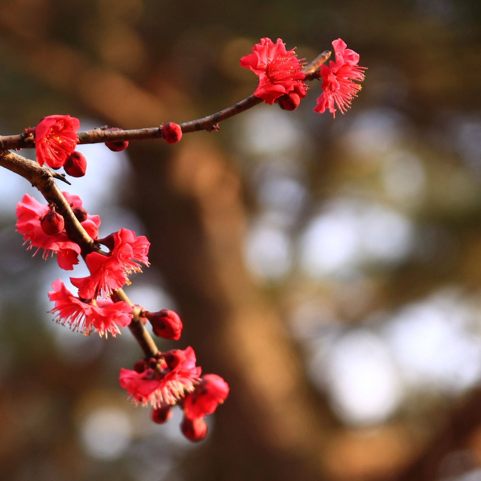 Prunus mume - 桃・白・紅_a0148747_784876.jpg