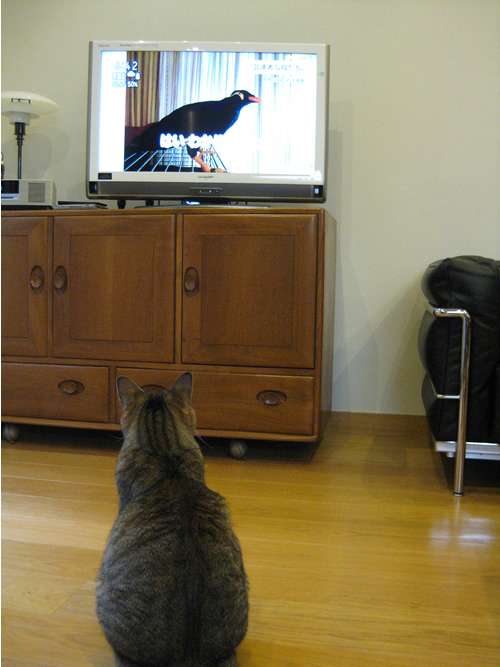 TV に夢中_e0262651_13192751.jpg