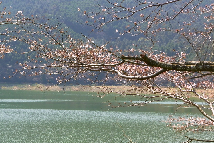 今日のテクノリサーチパークと大切畑ダムの桜_b0123359_19344516.jpg