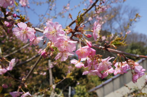 河津桜***_b0059860_12453972.jpg