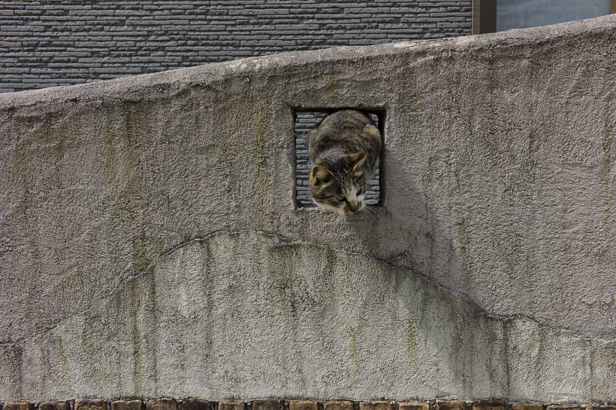 藍島（あいのしま）５〜猫の島〜_c0028861_19594044.jpg