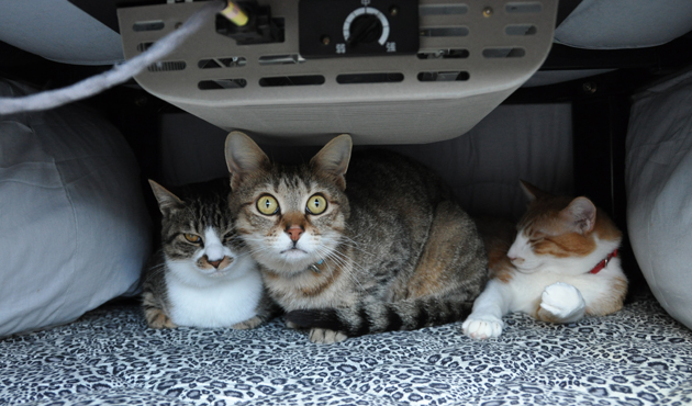 福島で猫シェルター取材中_e0171573_18355927.jpg