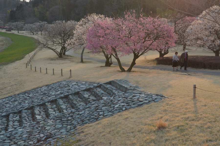 満開の梅・・・偕楽園_b0163381_1149539.jpg