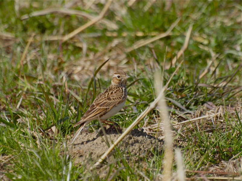c0061282_16384555.jpg