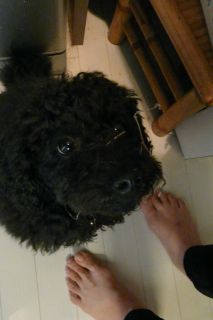 2012年3月29日 ふじたくんのせいだ。。_b0098584_13211654.jpg