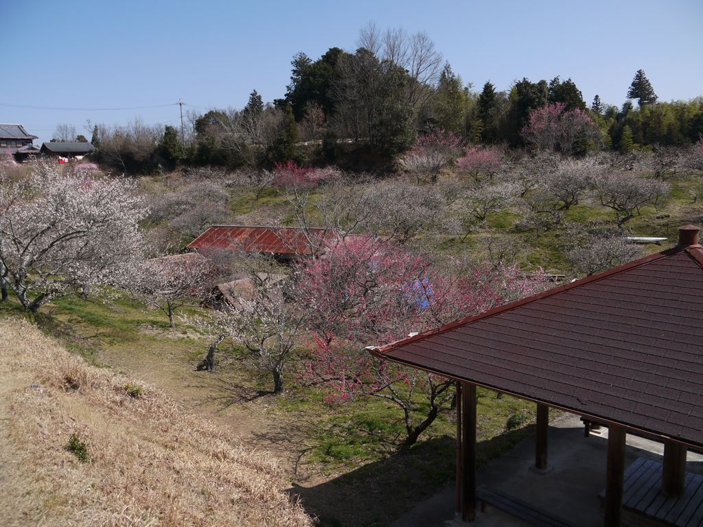 奈良県　月ヶ瀬梅林へ_a0157091_19473938.jpg