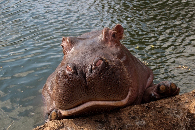 豊橋 のんほいパーク動物園 2012-3-29_e0251895_18502260.jpg