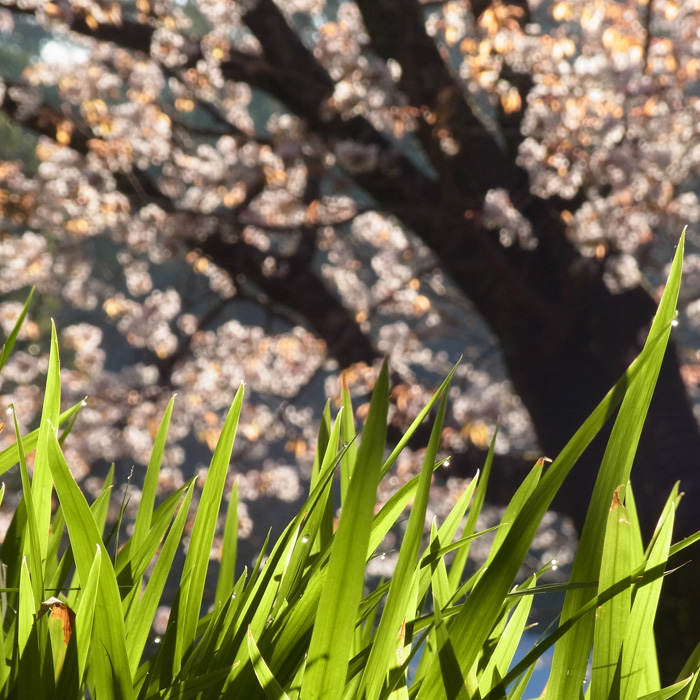 桜だより by CX5 & GRD3_c0049299_22214096.jpg