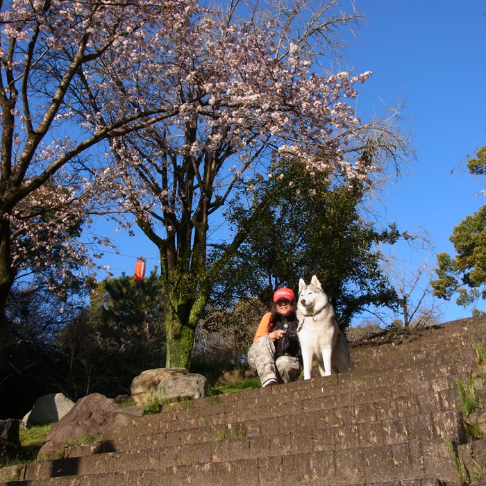 桜だより by CX5 & GRD3_c0049299_22225336.jpg