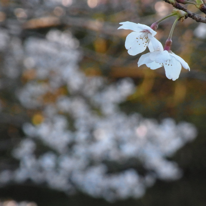 桜だより by CX5 & GRD3_c0049299_2224491.jpg
