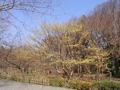 2012年3月29日（木） ； 晴れ_d0051601_16414160.jpg