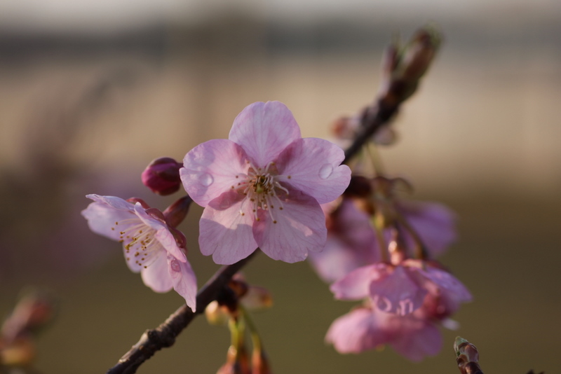 河津桜が咲いていた_d0248502_7184462.jpg